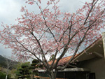 牡丹桜　　玄関横（2013/3/24　撮影）